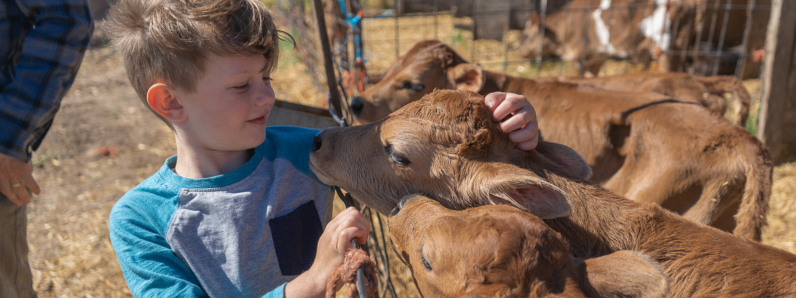 Cute kid petting a calf