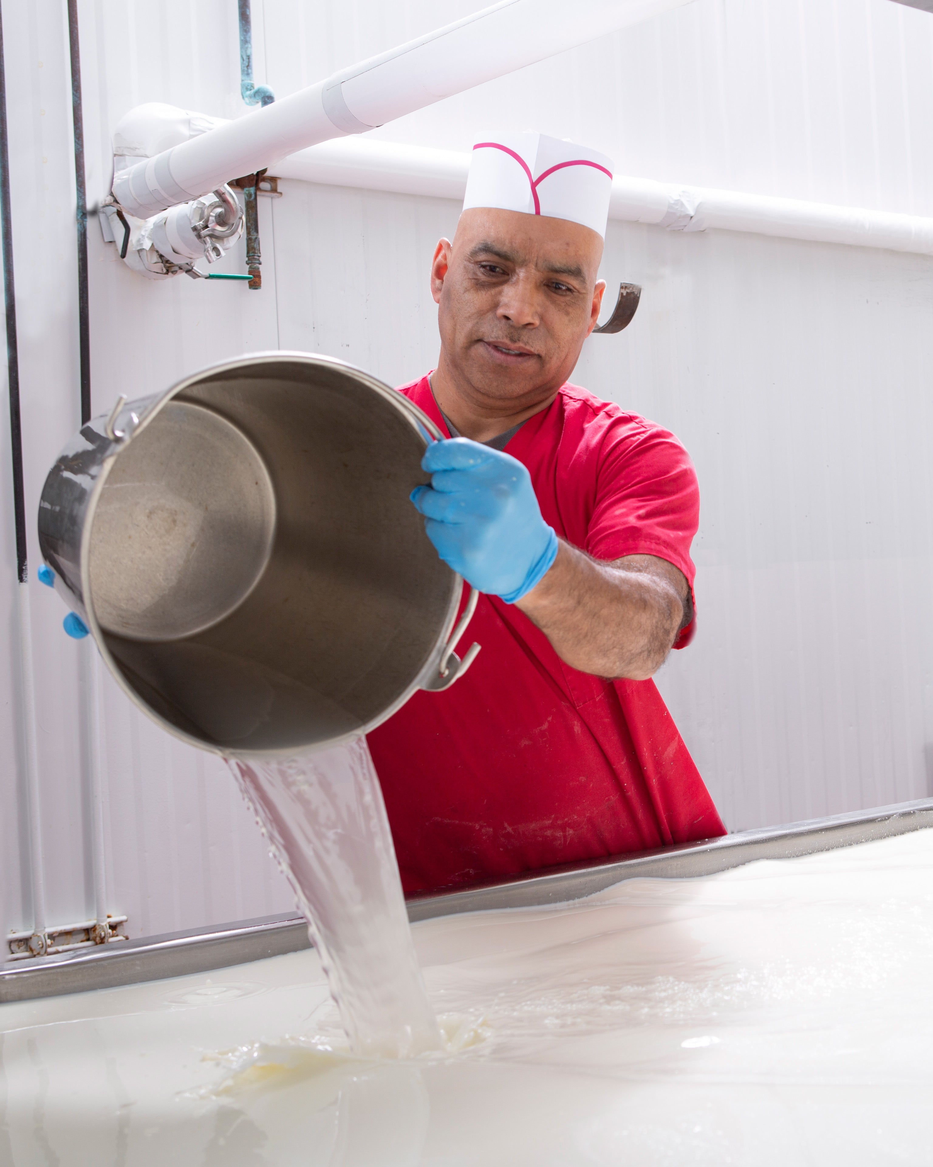 Cheesemaker dumping ingredients into a vat of milk